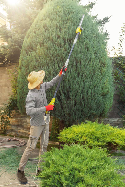 How Our Tree Care Process Works  in Groves, TX